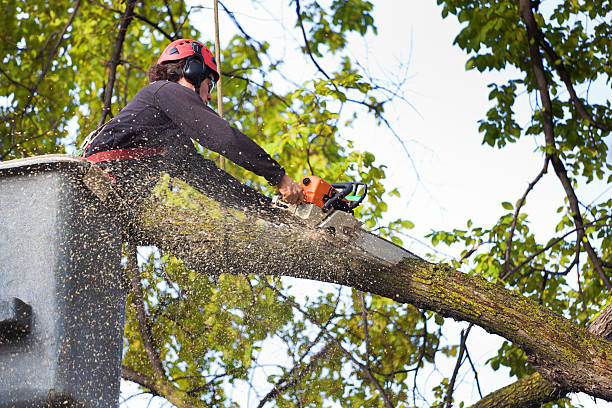 Best Leaf Removal  in Gardiner, ME